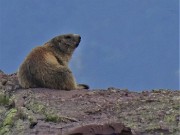 71 Marmotta in osservazione
